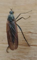 Empis tessellata