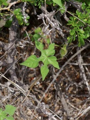 Ipomoea lindheimeri