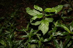 Ehretia acuminata