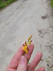 Sesbania vesicaria