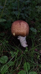 Agaricus augustus