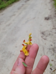 Sesbania vesicaria