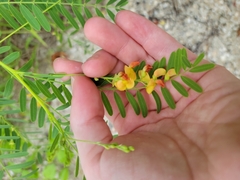 Sesbania vesicaria