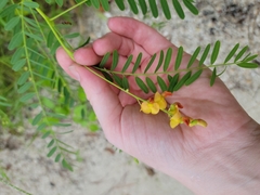 Sesbania vesicaria
