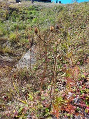 Lilium concolor partheneion