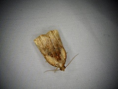 Archips capsigerana