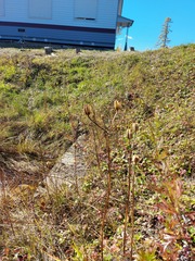 Lilium concolor partheneion