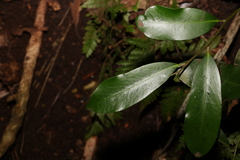 Diospyros australis