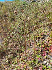 Lilium concolor partheneion