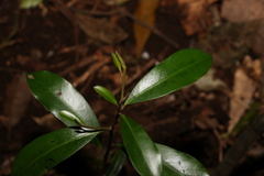 Diospyros australis