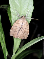Macrochthonia fervens