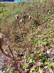 Lilium concolor partheneion