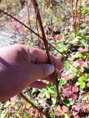 Lilium concolor partheneion