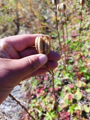 Lilium concolor partheneion