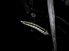 Euthrix albomaculata directa