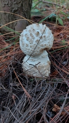 Amanita advena