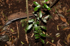 Diospyros australis
