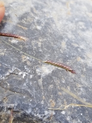 Bouteloua barbata