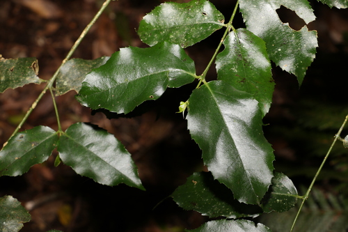 Daphnandra melasmena (Daphnandra melasmena)
