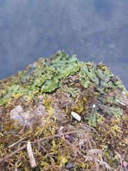 Marchantia polymorpha polymorpha