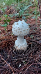 Amanita advena