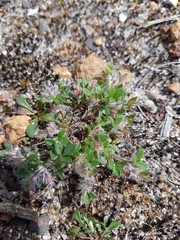 Xanthosia tasmanica
