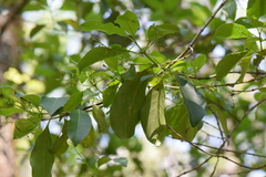 Chiococca alba
