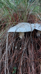 Amanita advena