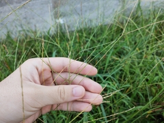 Digitaria radicosa