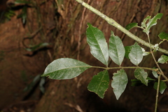 Dysoxylum