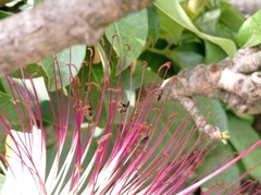 Nannotrigona perilampoides