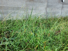 Digitaria radicosa
