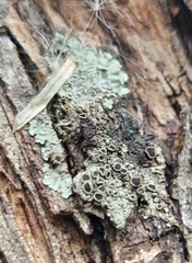 Hyperphyscia syncolla
