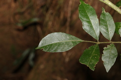Dysoxylum