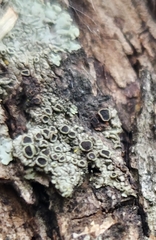 Hyperphyscia syncolla