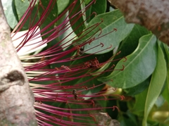 Nannotrigona perilampoides