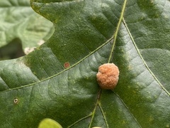 Druon quercusflocci