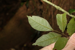 Dysoxylum