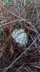 Amanita advena