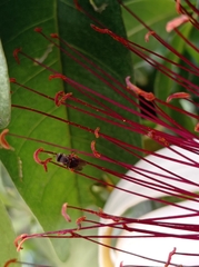 Nannotrigona perilampoides