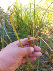 Carex rostrata