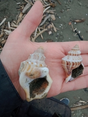Austrofusus glans