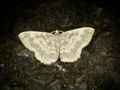 Peratophyga hyalinata