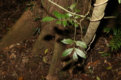 Dysoxylum