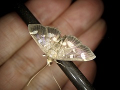 Herpetogramma luctuosalis