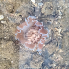 Hydatina physis