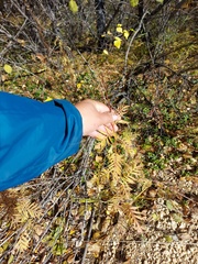 Tanacetum vulgare boreale