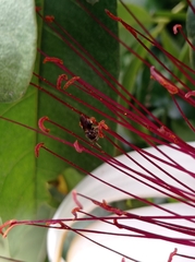 Nannotrigona perilampoides