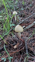Amanita xylinivolva