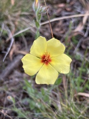Crocanthemum brasiliense
